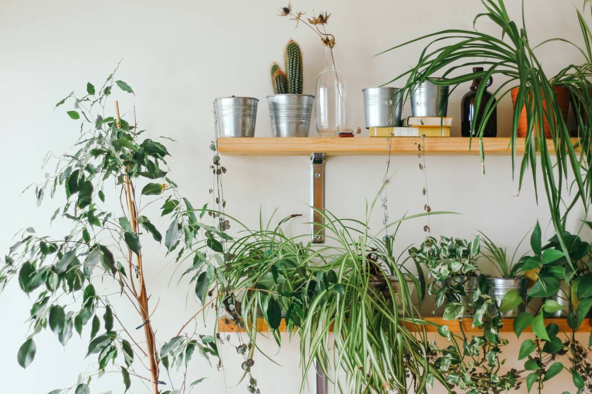 How to Build a Self Watering Garden Palia That Actually Works