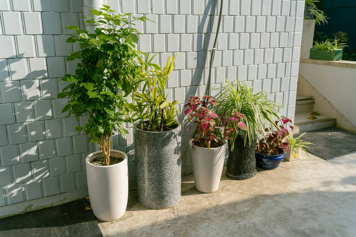 starter garden ideas for balcony showing hanging baskets and grow bags