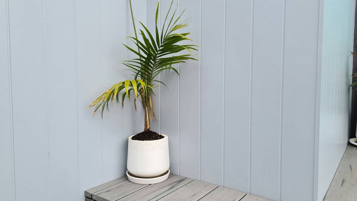 balcony garden australia planter placement map showing sun exposure zones