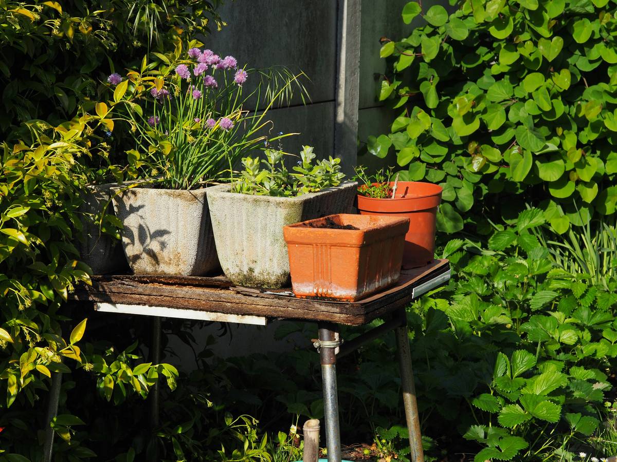 plant material planter garden pot outdoor with proper drainage and healthy flowers