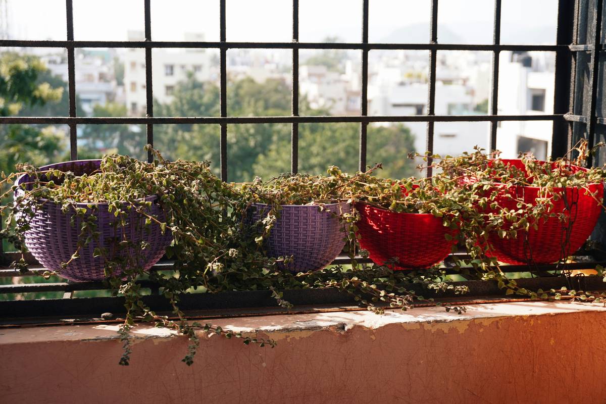 How to Create a Thriving Balcony Garden Apartment Without Sacrificing Style or Space