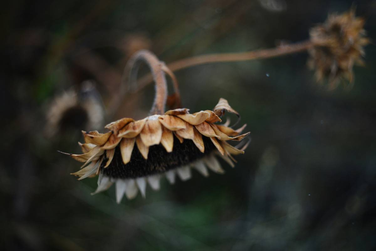 A close up of a flower on a tree branch