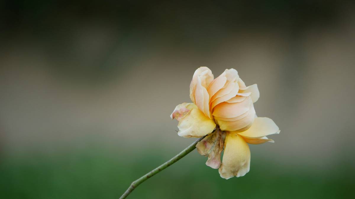 A delicate peach rose blooms against a soft background