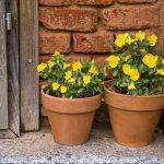 Plant Material Planter Garden Pot Beautiful: 7 Proven Tips to Avoid Costly Mistakes