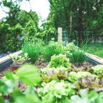 Self Watering Garden Decor: 7 Proven Tips to Avoid Costly Mistakes