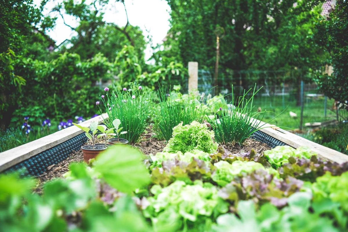 Self Watering Garden Decor: 7 Proven Tips to Avoid Costly Mistakes